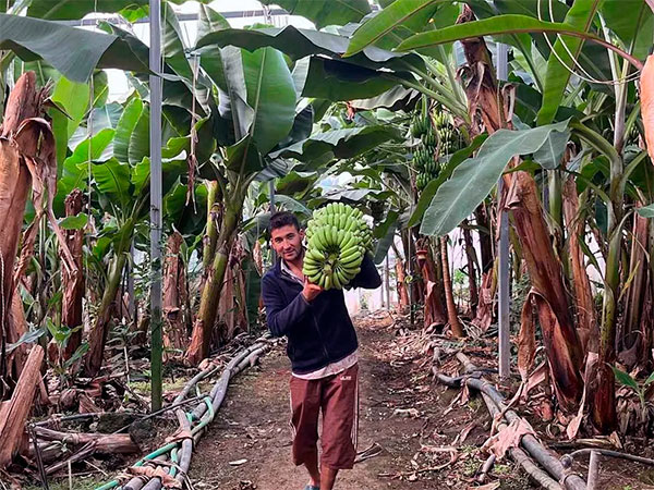 В Анталии растёт производство тропических фруктов